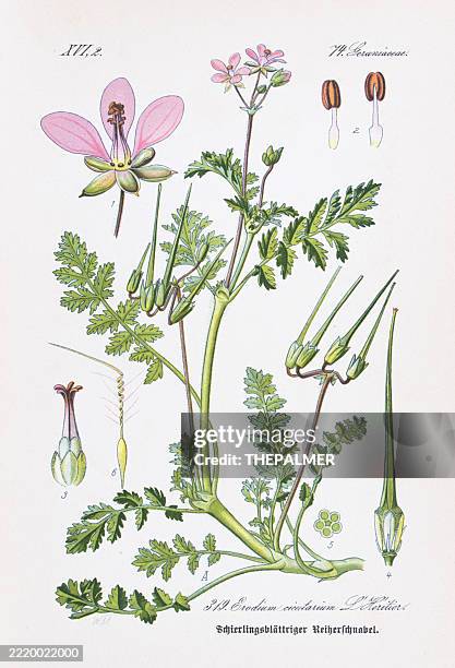 common stork’s-bill (erodium cicutarium) – chromolithograph 1886 - geranium root stock illustrations
