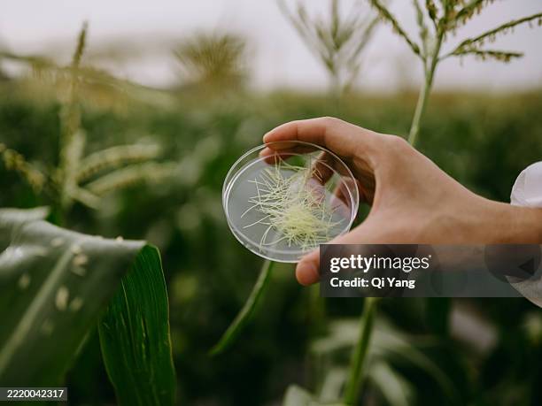 corn tassel in a petri dish - agronomist stock pictures, royalty-free photos & images