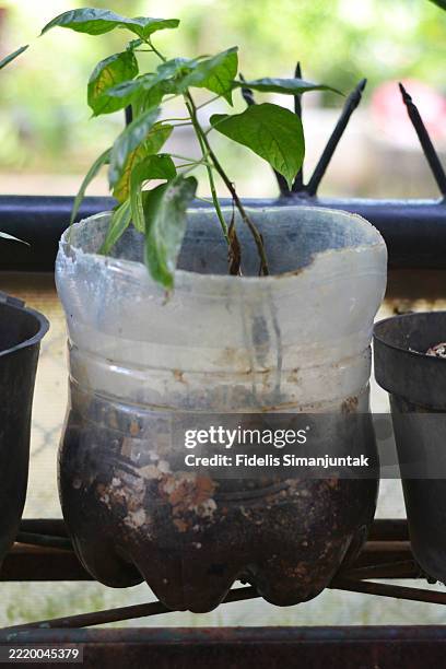 young plant in recycled bottle - united nations guard stock pictures, royalty-free photos & images