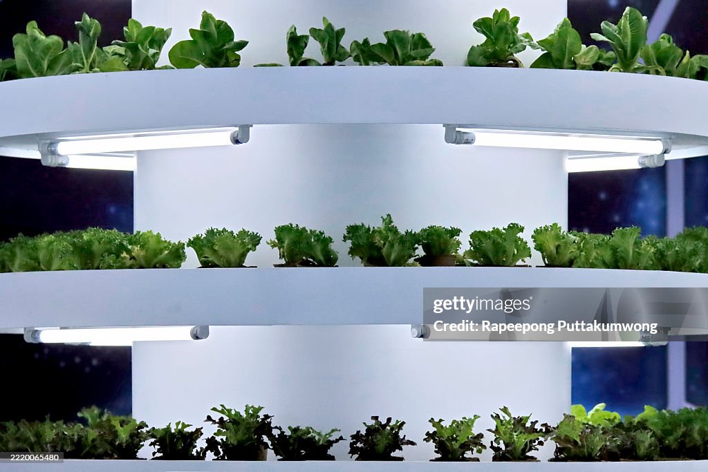 Farming structure packed with lush green vegetables, grown hydroponically on stacked shelves. This innovative system allows for high-density crop cultivation in limited spaces.