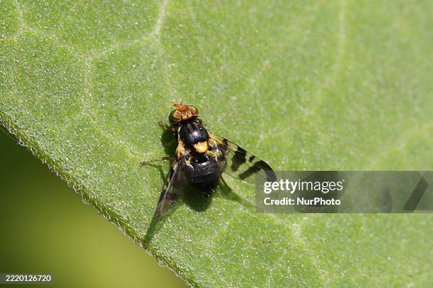 Cherry fruit fly is on a leaf in Markham, Ontario, Canada, on June 14, 2025.