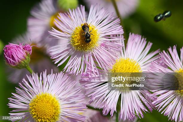 Bees pollinate small wild daisy flowers in Markham, Ontario, Canada, on June 14, 2025.