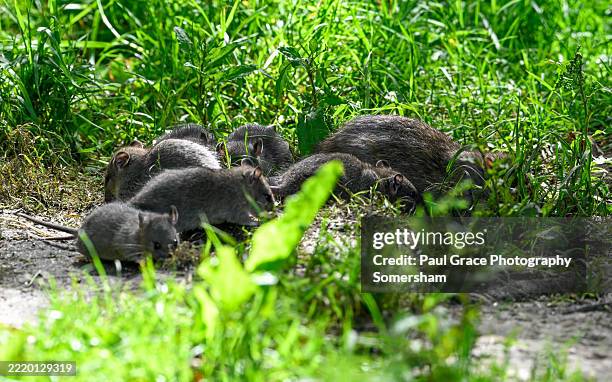 family of eight brown rats in a garden. - leptospirosis stock pictures, royalty-free photos & images