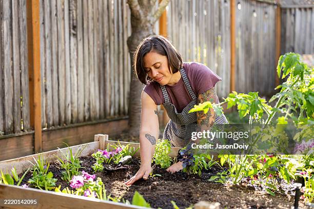 summer gardening at home - canteiro de flores imagens e fotografias de stock