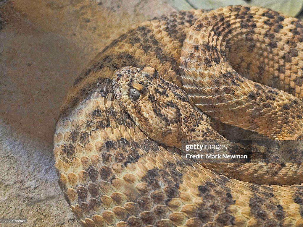 Tiger rattlesnake