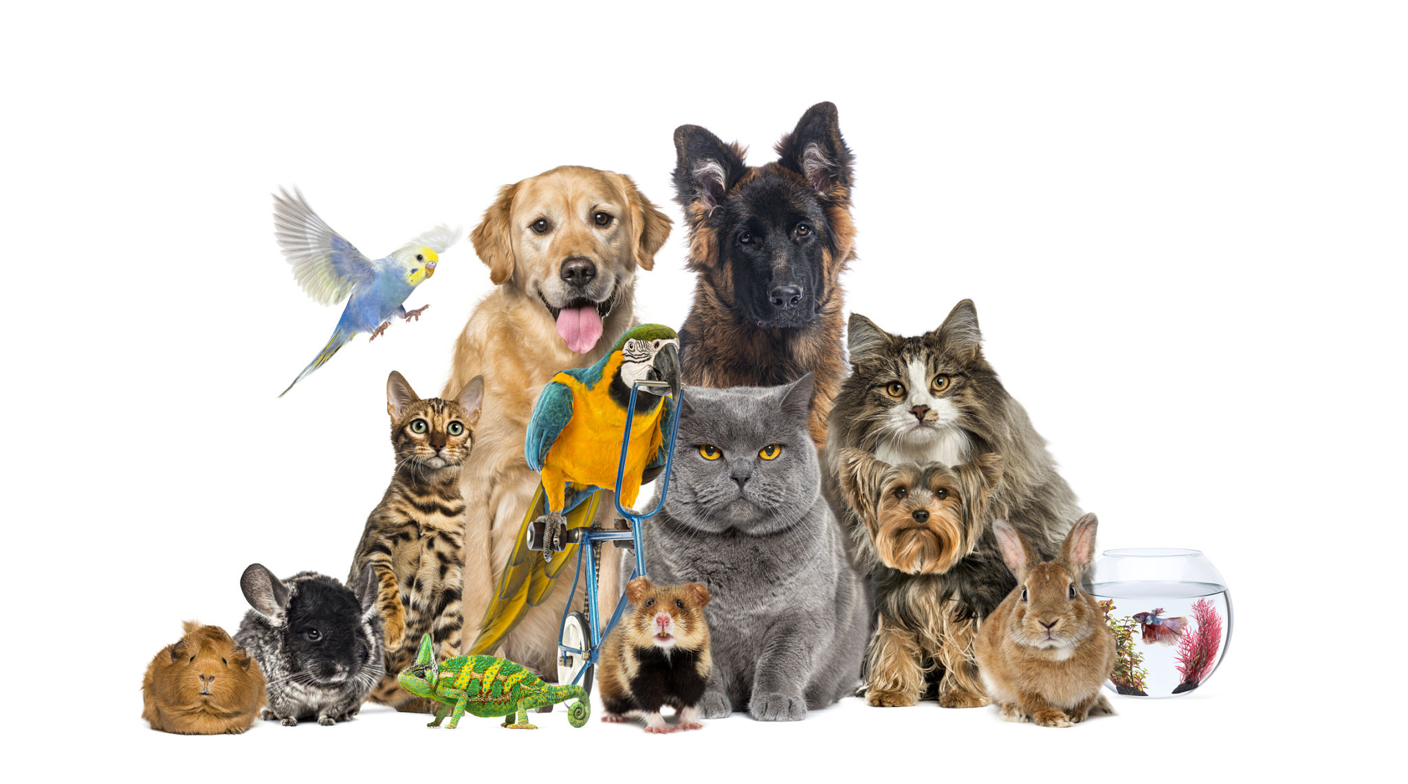 local pet store
