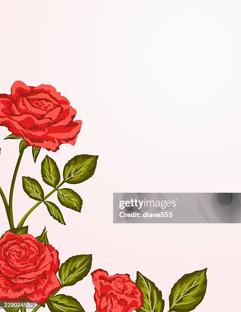 red roses border background template with copy space - red rose stock illustrations