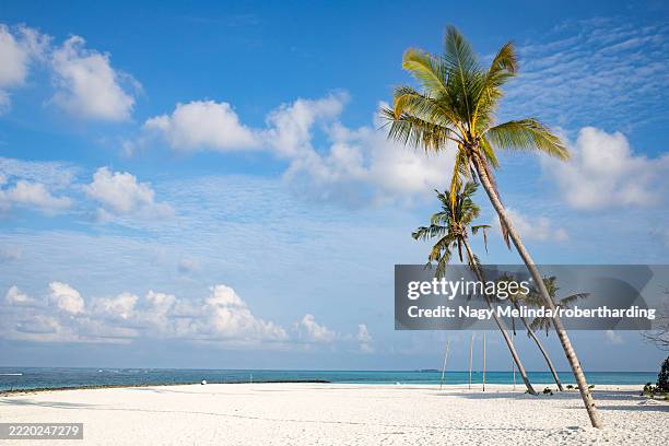 amazing tropical island with palm trees, the maldives, indian ocean - blattlaus stock-fotos und bilder