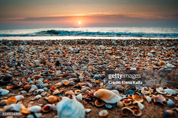 mediterranean beach covered with seashells low angle view - beach shell stock pictures, royalty-free photos & images