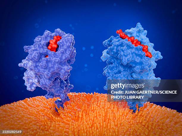 Icon Mhc Complex Major Histocompatibility Complex Proteins I And Ii Illustration High ...