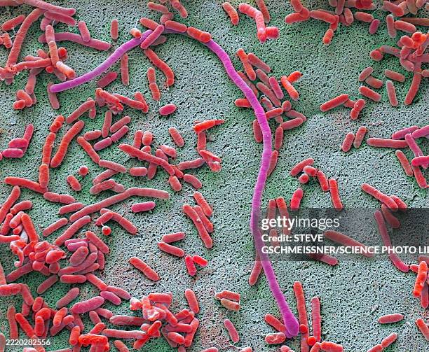 dishcloth bacteria, sem - staphylococcus stock pictures, royalty-free photos & images