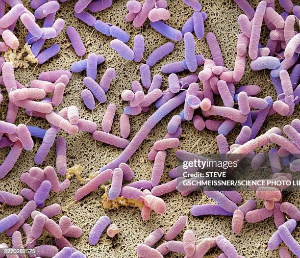 dishcloth bacteria, sem - escherichia coli foto e immagini stock