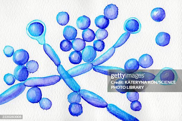 candida albicans fungi, illustration - parasit stock-grafiken, -clipart, -cartoons und -symbole