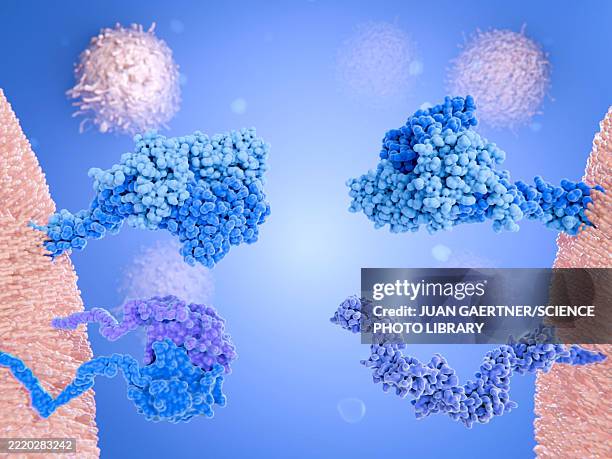 killer and helper t cell receptors, illustration - killer t cell stock illustrations