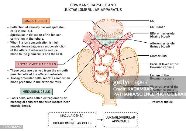 bowman's capsule and juxtaglomerular apparatus, illustration - vasoconstriction stock illustrations