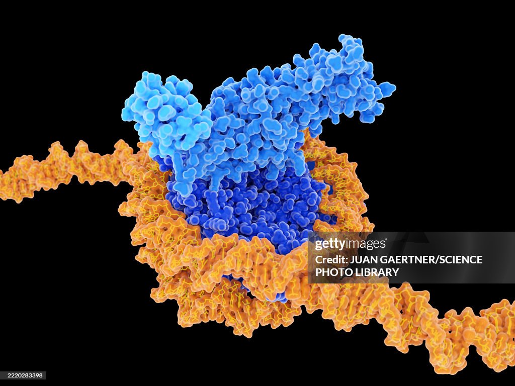 Histone methylation, molecular model