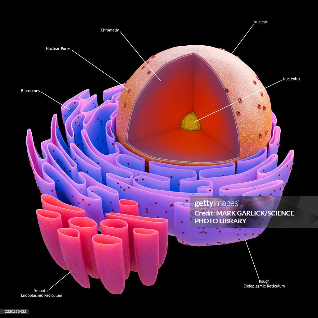 Structure of cell nucleus