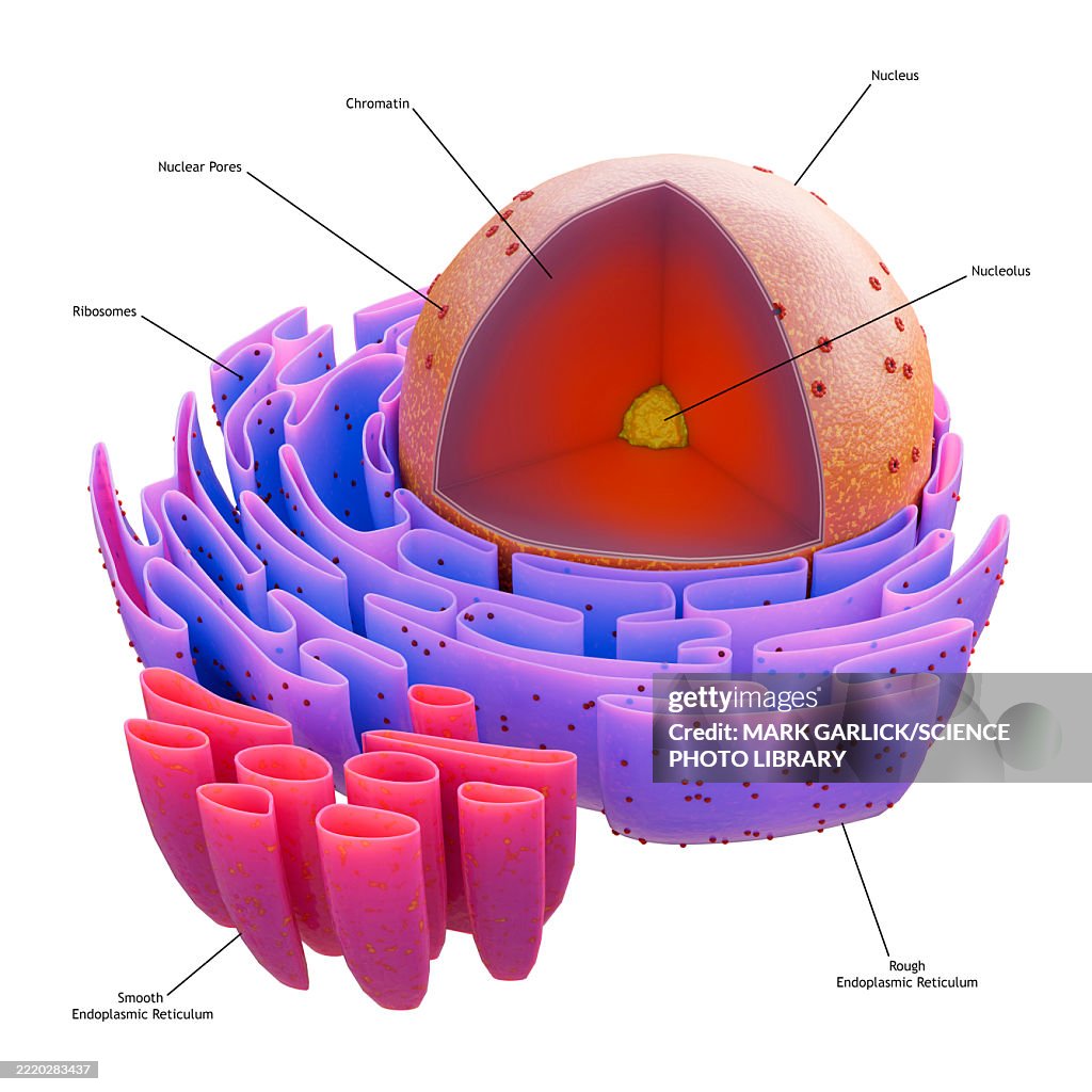 Structure of cell nucleus