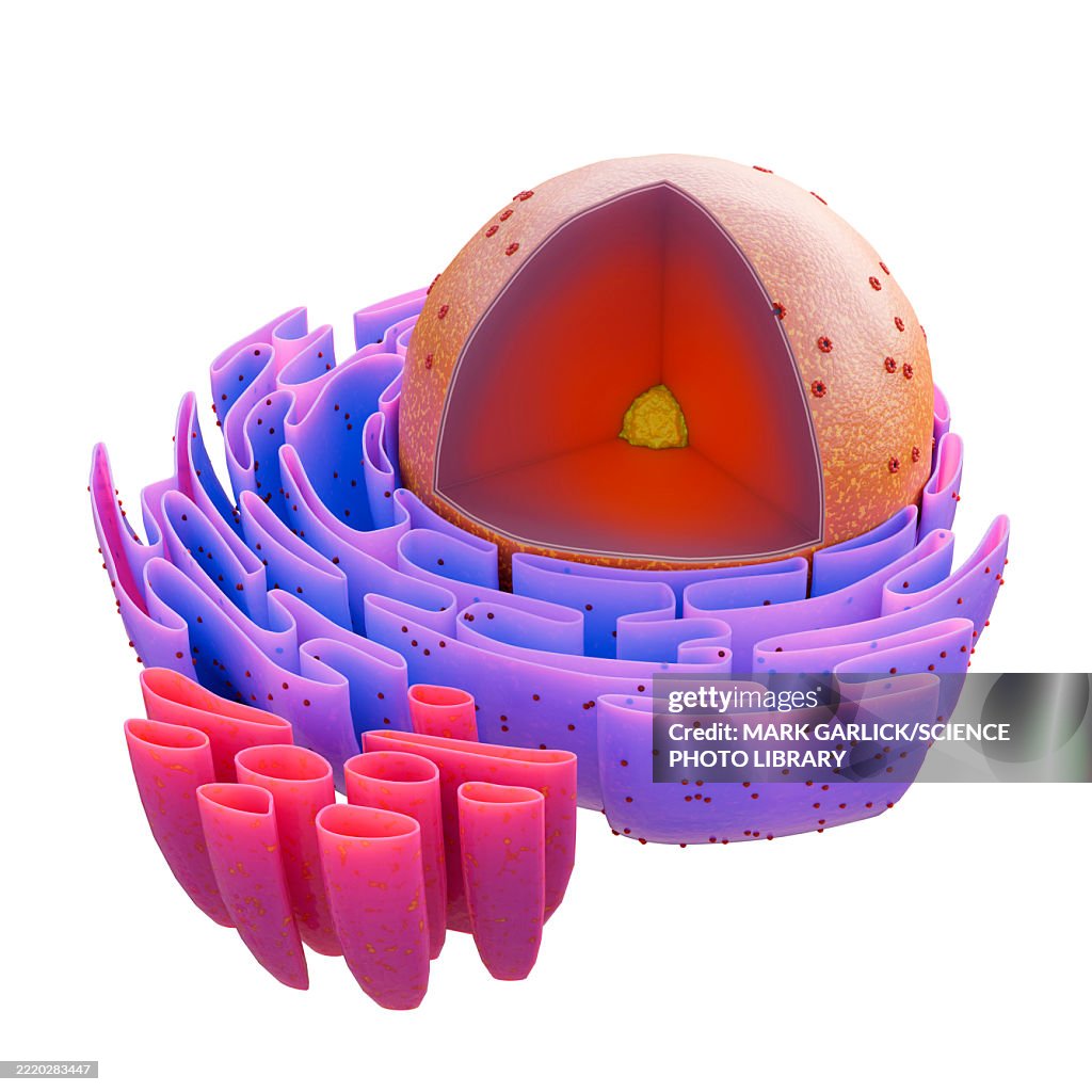 Artwork showing structure of cell nucleus