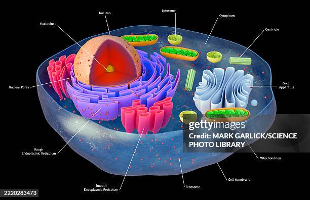 structure of animal cell nucleus - smooth endoplasmic reticulum stock illustrations