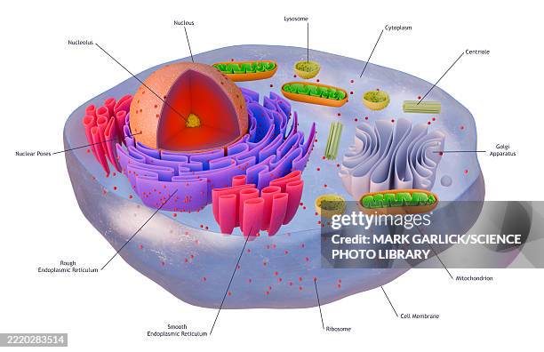 ilustrações de stock, clip art, desenhos animados e ícones de structure of animal cell nucleus - citoplasma