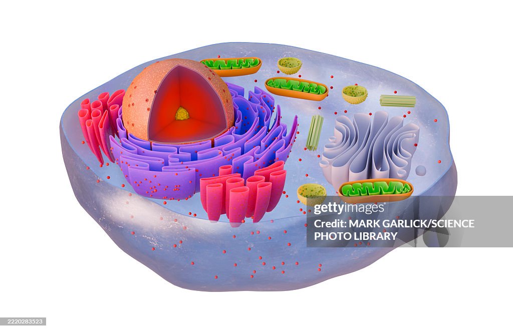 Structure of Animal Cell Nucleus