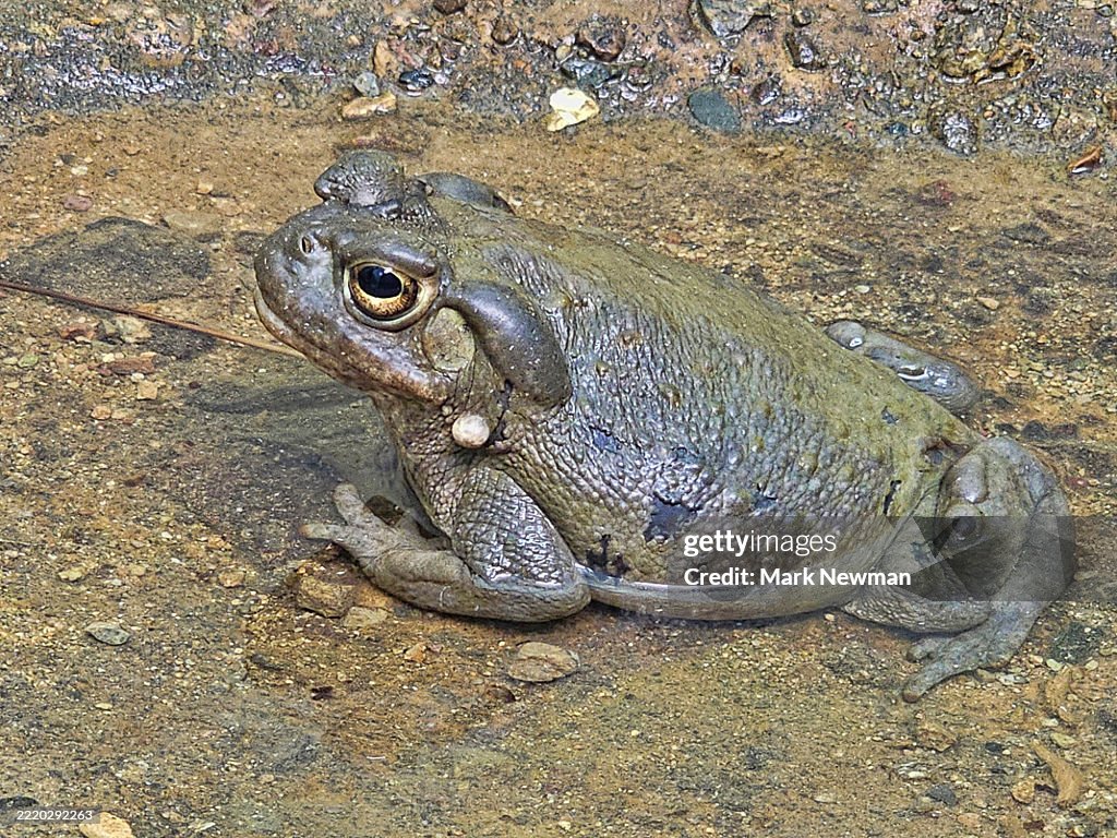 Sonoran desert toad