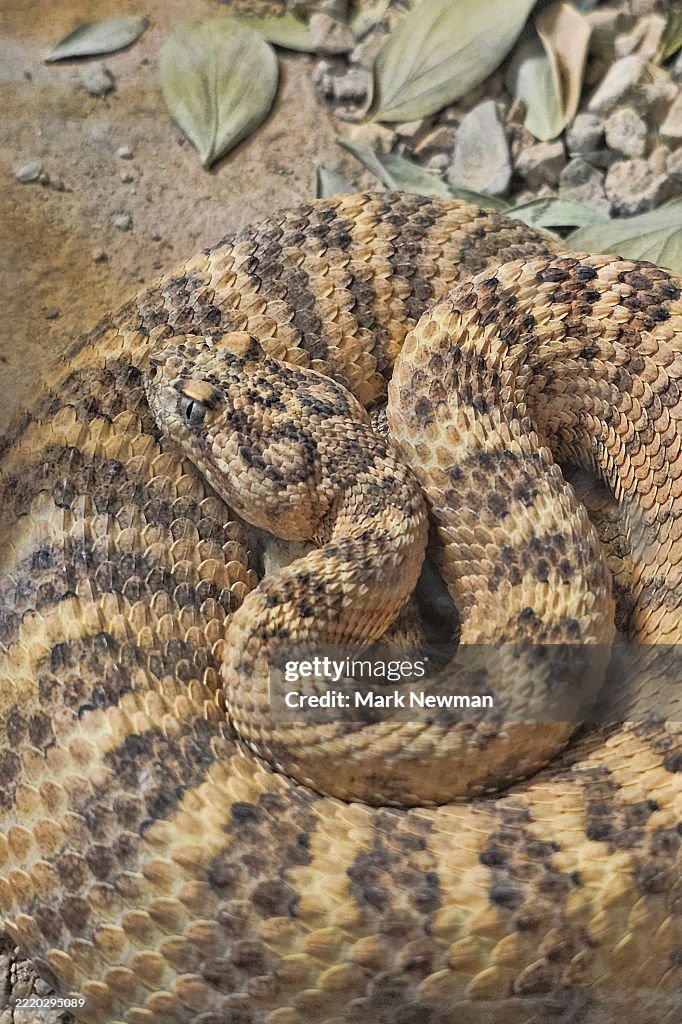 Tiger rattlesnake
