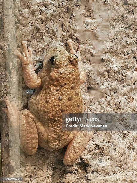 canyon tree frog - canyon tree frog stock pictures, royalty-free photos & images