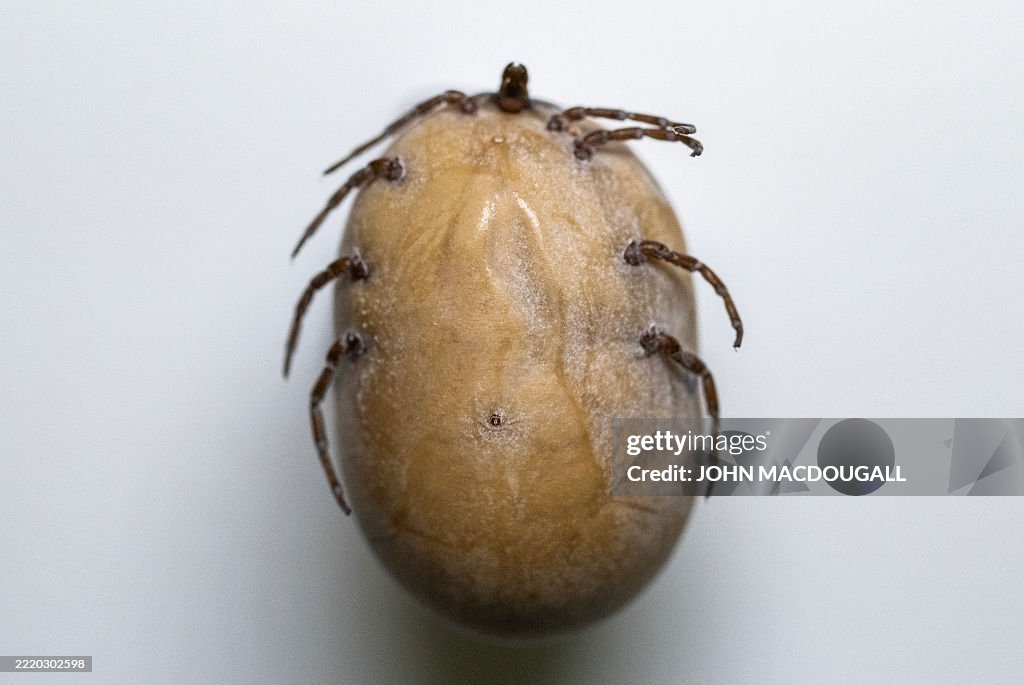 GERMANY-ARACHNID-TICK