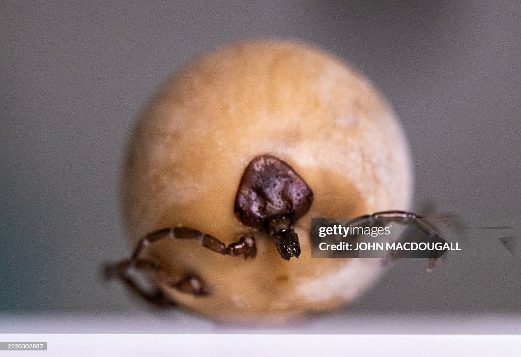 GERMANY-ARACHNID-TICK
