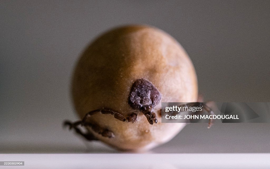 GERMANY-ARACHNID-TICK