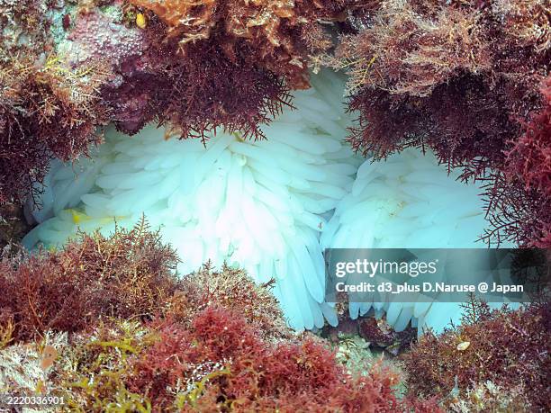 egg masses laid by the bigfin reef squid (sepioteuthis lessoniana). - squid stock pictures, royalty-free photos & images
