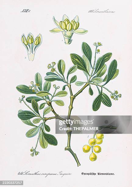 european buckthorn (rhamnus europaeus) – chromolithograph 1886 - buckthorn stock illustrations