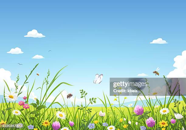 flowers and tall grass on summer meadow - bumblebee flower stock illustrations
