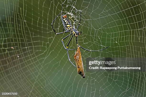 Web Spinning Insect 115 Spider Spinning A Web Stock Photos, High-Res Pictures, and Images ...