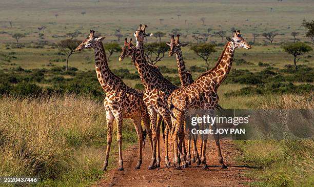 rassemblement de girafes sur le sentier du serengeti, tanzanie - girafe photos et images de collection
