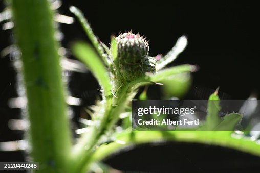 Budding Thistle Budding Thistle