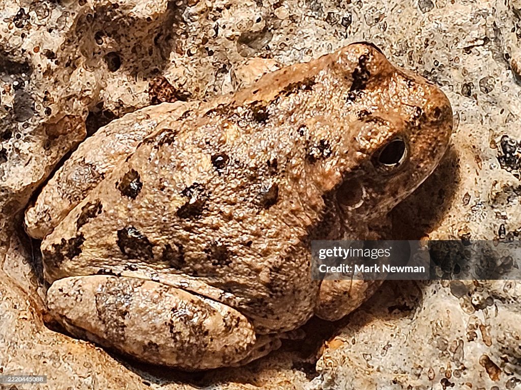 Canyon tree frog