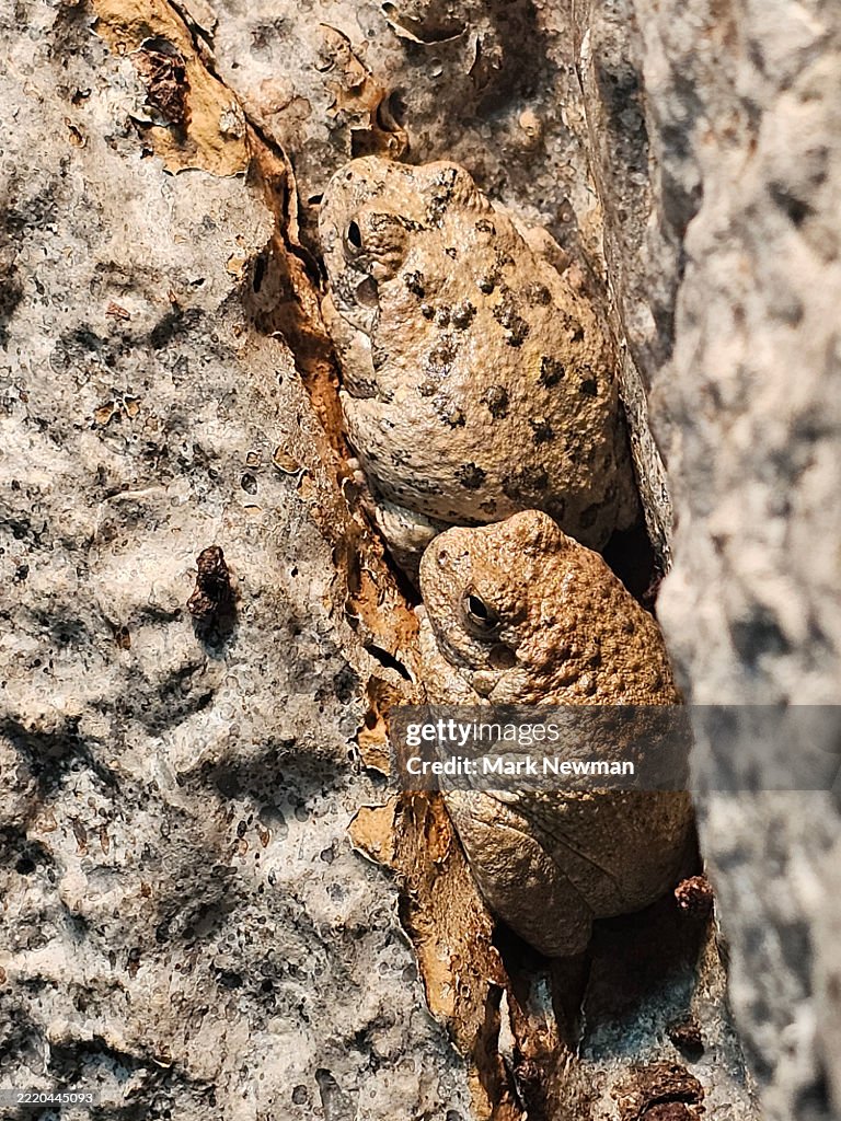 Canyon tree frog