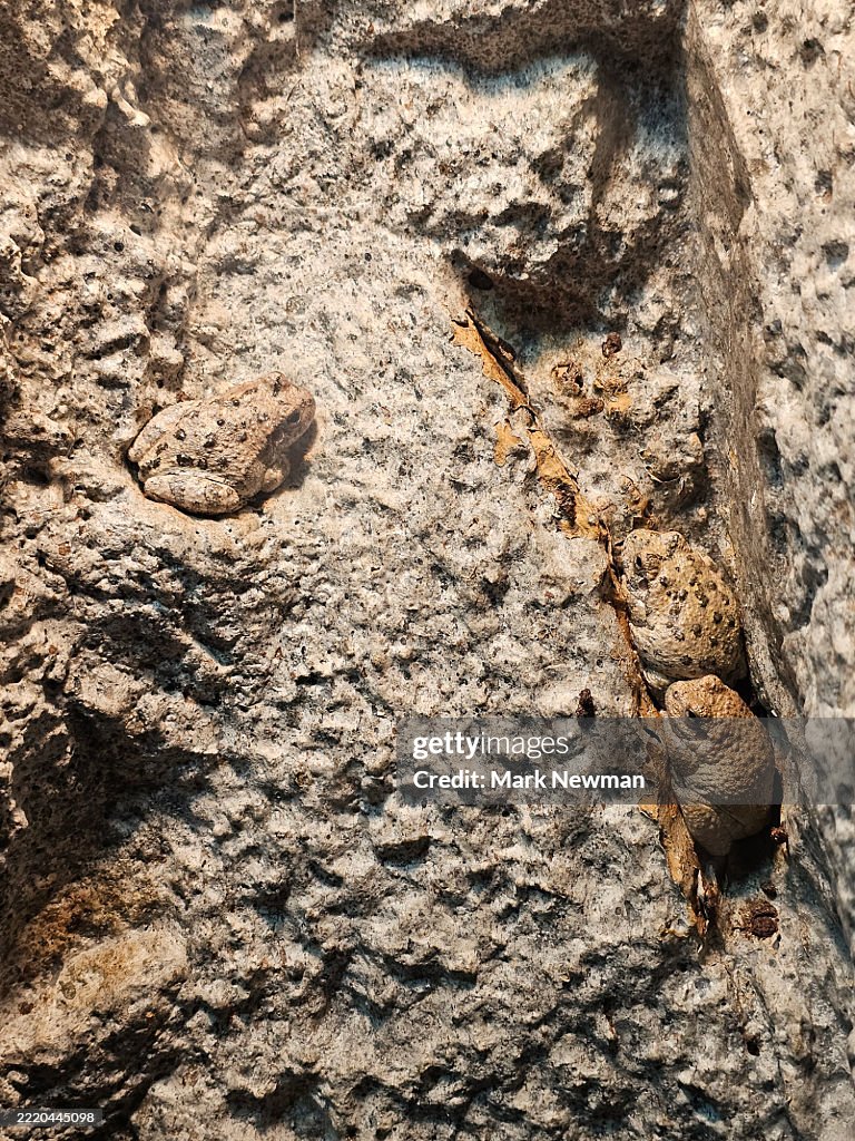 Canyon tree frog