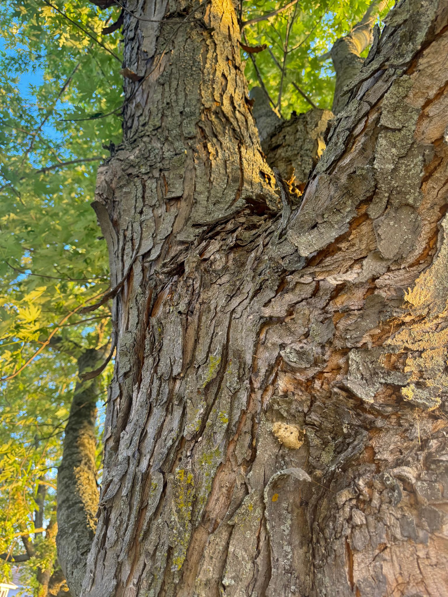 forest timber