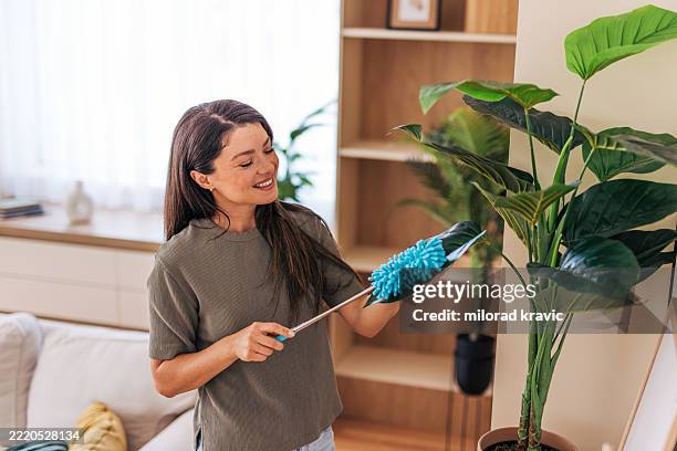 donna che pulisce la polvere dalle foglie delle piante d'appartamento con uno spolverino di piume - spolverare foto e immagini stock
