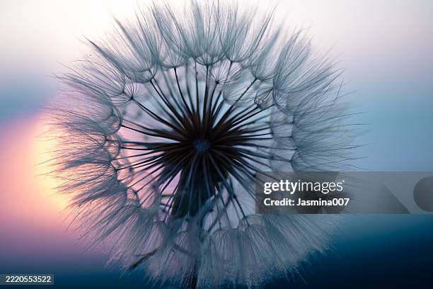 dandelion seeds blowing in the wind at sunset - harmony stock pictures, royalty-free photos & images