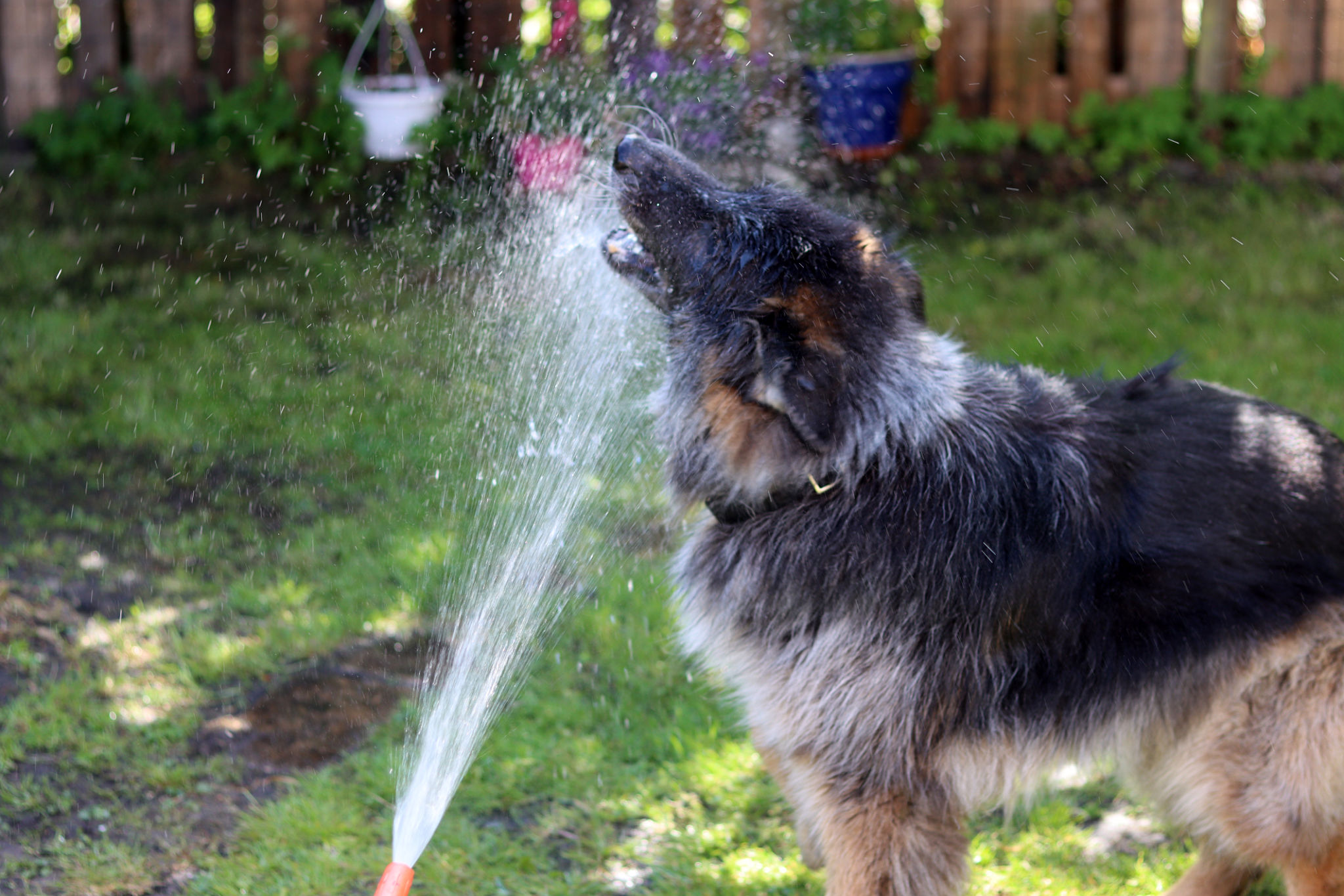 german shepherd puppy