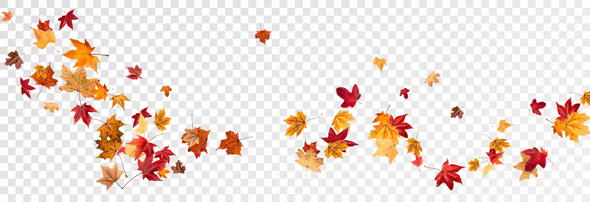 autumn leaves