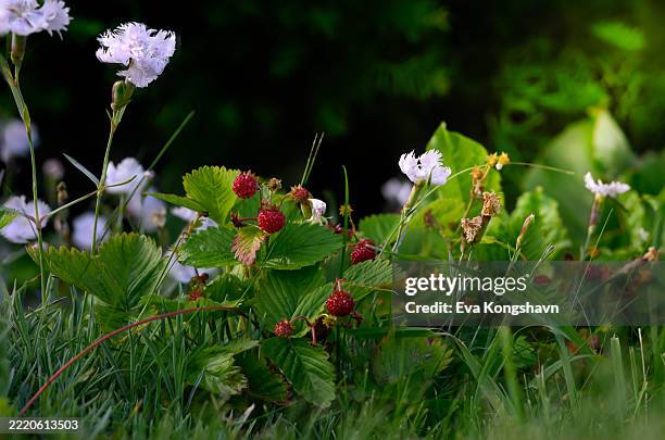 2,063 Wild Strawberry Stock Photos, High-Res Pictures, and Images