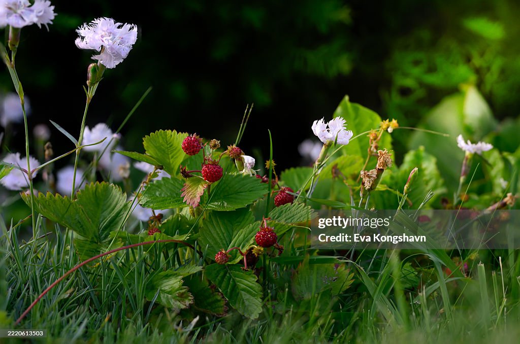 Strawberries, red and tiny and very sweet