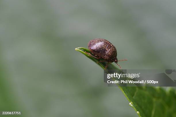 close-up of insect on leaf,japan - zecca bruna del cane foto e immagini stock