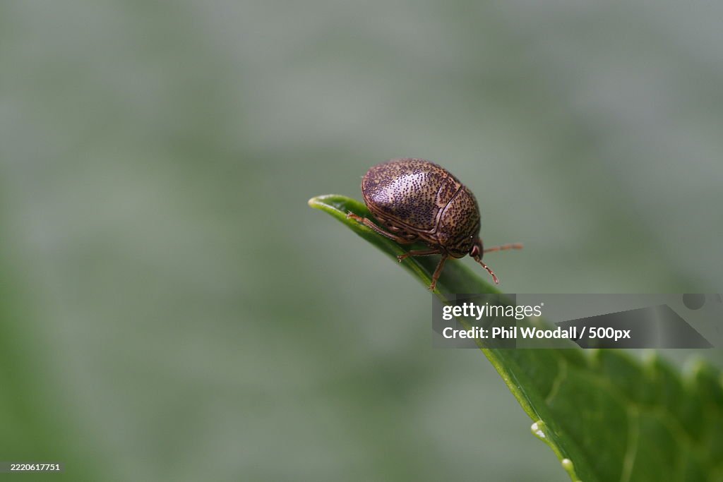 Close-up of insect on leaf,Japan